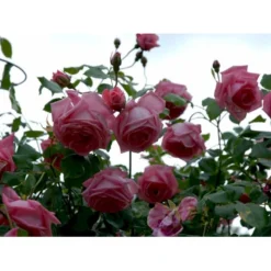 'Coral Dawn' Rosa X 'Coral Dawn' (Slyngrose) A-Kvalitet,- Barrods Roser Min. 3 Grene -Tilbud Lys Haven Butik fi4115 rosa coral dawn e22f