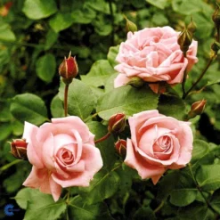 'Coral Dawn' Rosa X 'Coral Dawn' (Slyngrose) A-Kvalitet,- Barrods Roser Min. 3 Grene -Tilbud Lys Haven Butik fi4115 rosa coral dawn f83e