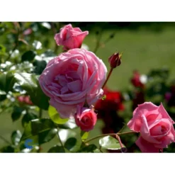 'Coral Dawn' Rosa X 'Coral Dawn' (Slyngrose) A-Kvalitet,- Barrods Roser Min. 3 Grene -Tilbud Lys Haven Butik fi4115 rosa coral dawn fbd1