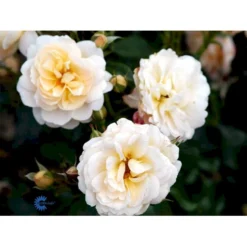 'Crystal™ Palace'® Rosa X 'Crystal™ Palace'® (Palacerose) A-Kvalitet,- Barrods Roser Min. 3 Grene -Tilbud Lys Haven Butik fi4136 rosa crystal palace poulrek n 3c2e