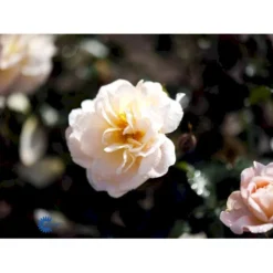 'Crystal™ Palace'® Rosa X 'Crystal™ Palace'® (Palacerose) A-Kvalitet,- Barrods Roser Min. 3 Grene -Tilbud Lys Haven Butik fi4136 rosa crystal palace poulrek n 98aa
