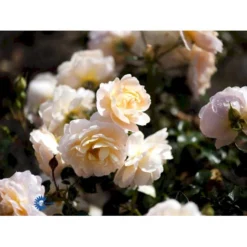 'Crystal™ Palace'® Rosa X 'Crystal™ Palace'® (Palacerose) A-Kvalitet,- Barrods Roser Min. 3 Grene -Tilbud Lys Haven Butik fi4136 rosa crystal palace poulrek n b3f4
