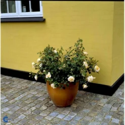 'Crystal™ Palace'® Rosa X 'Crystal™ Palace'® (Palacerose) A-Kvalitet,- Barrods Roser Min. 3 Grene -Tilbud Lys Haven Butik fi4136 rosa crystal palace poulrek n c34f