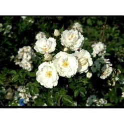 'Diamond Border'® Rosa X 'Diamond Border'® (Bunddækkerose) A-Kvalitet,- Barrods Roser Min. 3 Grene -Tilbud Lys Haven Butik fi4154 rosa diamond border pouldiram n a7bc