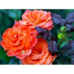 'Dronning Ingrid'™ Rosa X 'Dronning Ingrid'™ (storblomstrende) A-Kvalitet,- Barrods Roser Min. 3 Grene -Tilbud Lys Haven Butik fi4173 rosa dronning ingrid poulgrena 325c