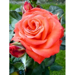 'Dronning Ingrid'™ Rosa X 'Dronning Ingrid'™ (storblomstrende) A-Kvalitet,- Barrods Roser Min. 3 Grene -Tilbud Lys Haven Butik fi4173 rosa dronning ingrid poulgrena 3af5