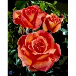'Dronning Ingrid'™ Rosa X 'Dronning Ingrid'™ (storblomstrende) A-Kvalitet,- Barrods Roser Min. 3 Grene -Tilbud Lys Haven Butik fi4173 rosa dronning ingrid poulgrena 8721