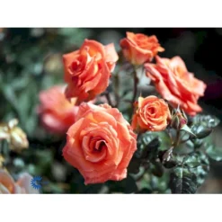 'Dronning Ingrid'™ Rosa X 'Dronning Ingrid'™ (storblomstrende) A-Kvalitet,- Barrods Roser Min. 3 Grene -Tilbud Lys Haven Butik fi4173 rosa dronning ingrid poulgrena 88cf