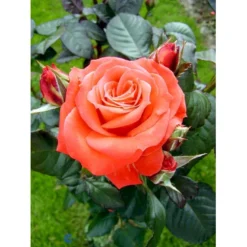 'Dronning Ingrid'™ Rosa X 'Dronning Ingrid'™ (storblomstrende) A-Kvalitet,- Barrods Roser Min. 3 Grene -Tilbud Lys Haven Butik fi4173 rosa dronning ingrid poulgrena 8fe5