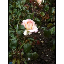 'Dronning Ingrid'™ Rosa X 'Dronning Ingrid'™ (storblomstrende) A-Kvalitet,- Barrods Roser Min. 3 Grene -Tilbud Lys Haven Butik fi4173 rosa dronning ingrid poulgrena b7c9