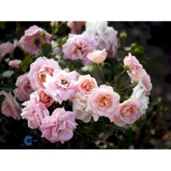 'Dronning Margrethe'™ Rosa X 'Dronning Margrethe'™ (Palacerose) A-Kvalitet,- Barrods Roser Min. 3 Grene -Tilbud Lys Haven Butik fi4174 rosa dronning margrethe poulskov n 1aac