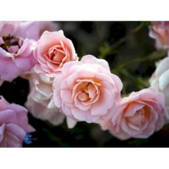 'Dronning Margrethe'™ Rosa X 'Dronning Margrethe'™ (Palacerose) A-Kvalitet,- Barrods Roser Min. 3 Grene -Tilbud Lys Haven Butik fi4174 rosa dronning margrethe poulskov n e78a