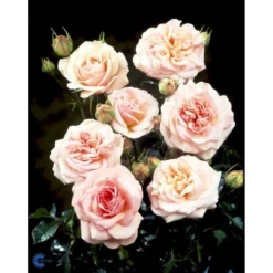 'Dronning Margrethe'™ Rosa X 'Dronning Margrethe'™ (Palacerose) A-Kvalitet,- Barrods Roser Min. 3 Grene -Tilbud Lys Haven Butik fi4174 rosa dronning margrethe poulskov n e963