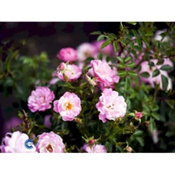 'Easy Cover'® Rosa X 'Easy Cover'® (Bunddækkerose) A-Kvalitet,- Barrods Roser Min. 3 Grene -Tilbud Lys Haven Butik fi4189 rosa easy cover pouleas n 2ac2