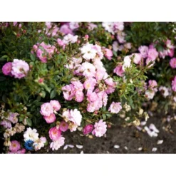 'Easy Cover'® Rosa X 'Easy Cover'® (Bunddækkerose) A-Kvalitet,- Barrods Roser Min. 3 Grene -Tilbud Lys Haven Butik fi4189 rosa easy cover pouleas n a275