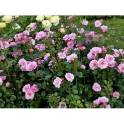 'Egeskov'™ Rosa X 'Egeskov'™ (Slotsrose) A-Kvalitet,- Barrods Roser Min. 3 Grene -Tilbud Lys Haven Butik fi4196 rosa egeskov poulrohill n 0f06