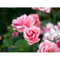 'Egeskov'™ Rosa X 'Egeskov'™ (Slotsrose) A-Kvalitet,- Barrods Roser Min. 3 Grene -Tilbud Lys Haven Butik fi4196 rosa egeskov poulrohill n 260e