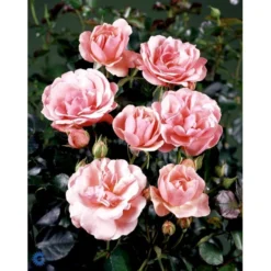 'Egeskov'™ Rosa X 'Egeskov'™ (Slotsrose) A-Kvalitet,- Barrods Roser Min. 3 Grene -Tilbud Lys Haven Butik fi4196 rosa egeskov poulrohill n d1e4