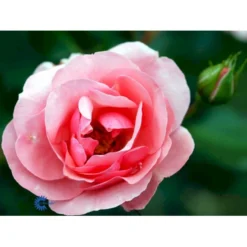 'Egeskov'™ Rosa X 'Egeskov'™ (Slotsrose) A-Kvalitet,- Barrods Roser Min. 3 Grene -Tilbud Lys Haven Butik fi4196 rosa egeskov poulrohill n fa3f
