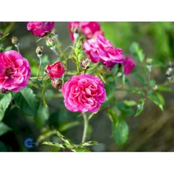 'Elmshorn'® Rosa X 'Elmshorn'® (Buskrose) A-Kvalitet,- Barrods Roser Min. 3 Grene -Tilbud Lys Haven Butik fi4209 rosa elmshorn 2864