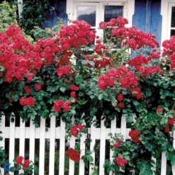 'Elmshorn'® Rosa X 'Elmshorn'® (Buskrose) A-Kvalitet,- Barrods Roser Min. 3 Grene -Tilbud Lys Haven Butik fi4209 rosa elmshorn c6a7