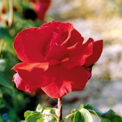'Erotika'® Rosa X 'Erotika'® (Storblomstrende) A-Kvalitet,- Barrods Roser Min. 3 Grene -Tilbud Lys Haven Butik fi4220 rosa erotika 5b6b