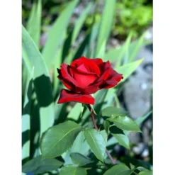 'Erotika'® Rosa X 'Erotika'® (Storblomstrende) A-Kvalitet,- Barrods Roser Min. 3 Grene -Tilbud Lys Haven Butik fi4220 rosa erotika ef2c