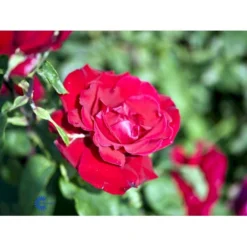 'Erotika'® Rosa X 'Erotika'® (Storblomstrende) A-Kvalitet,- Barrods Roser Min. 3 Grene -Tilbud Lys Haven Butik fi4220 rosa erotika fa72
