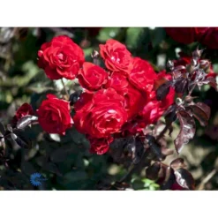 'Europeana' Rosa X 'Europeana' (Buketrose) A-Kvalitet,- Barrods Roser Min. 3 Grene -Tilbud Lys Haven Butik fi4231 rosa europeana 09c0