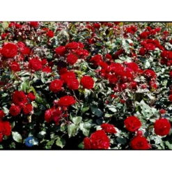 'Europeana' Rosa X 'Europeana' (Buketrose) A-Kvalitet,- Barrods Roser Min. 3 Grene -Tilbud Lys Haven Butik fi4231 rosa europeana 5388