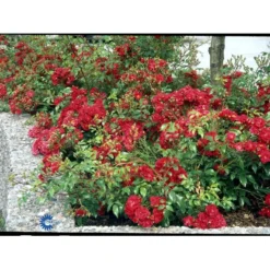 'Fairy Dance' Rosa X 'Fairy Dance' (Bunddækkerose) A-Kvalitet,- Barrods Roser Min. 3 Grene -Tilbud Lys Haven Butik fi4245 rosa fairy dance eb18