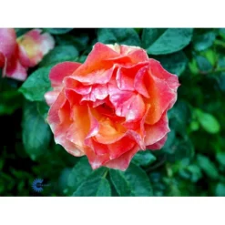 'Fellowship' Rosa X 'Fellowship' (Buketrose) A-Kvalitet,- Barrods Roser Min. 3 Grene -Tilbud Lys Haven Butik fi4256 rosa fellowship 3623