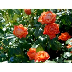 'Fellowship' Rosa X 'Fellowship' (Buketrose) A-Kvalitet,- Barrods Roser Min. 3 Grene -Tilbud Lys Haven Butik fi4256 rosa fellowship 5926