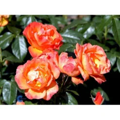 'Fellowship' Rosa X 'Fellowship' (Buketrose) A-Kvalitet,- Barrods Roser Min. 3 Grene -Tilbud Lys Haven Butik fi4256 rosa fellowship 604a