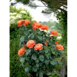 'Fellowship' Rosa X 'Fellowship' (Buketrose) A-Kvalitet,- Barrods Roser Min. 3 Grene -Tilbud Lys Haven Butik fi4256 rosa fellowship 61dd