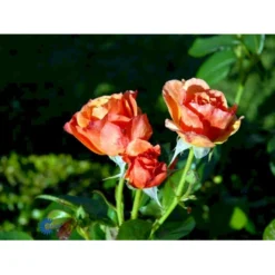 'Fellowship' Rosa X 'Fellowship' (Buketrose) A-Kvalitet,- Barrods Roser Min. 3 Grene -Tilbud Lys Haven Butik fi4256 rosa fellowship 8440