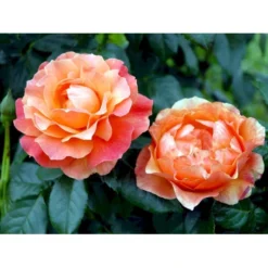 'Fellowship' Rosa X 'Fellowship' (Buketrose) A-Kvalitet,- Barrods Roser Min. 3 Grene -Tilbud Lys Haven Butik fi4256 rosa fellowship e934