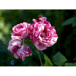 'Ferdinand Pichard' Rosa Remontant 'Ferdinand Pichard' (Remontantrose) A-Kvalitet,- Barrods Roser Min. 3 Grene -Tilbud Lys Haven Butik fi4259 rosa ferdinand pichard 67f6