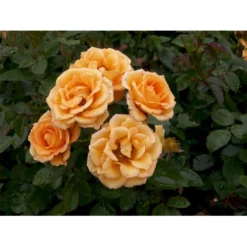 'Flaming Cover'® Rosa X 'Flaming Cover'® (Bunddækkerose) A-Kvalitet,- Barrods Roser Min. 3 Grene -Tilbud Lys Haven Butik fi4264 rosa flaming cover r poultc015 n 456a