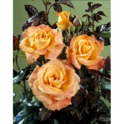 'Flora Danica'™ Rosa X 'Flora Danica'™ (Storblomstrende) A-Kvalitet,- Barrods Roser Min. 3 Grene -Tilbud Lys Haven Butik fi4271 rosa flora danica poulrim n 42b3