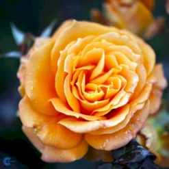 'Flora Danica'™ Rosa X 'Flora Danica'™ (Storblomstrende) A-Kvalitet,- Barrods Roser Min. 3 Grene -Tilbud Lys Haven Butik fi4271 rosa flora danica poulrim n 569a