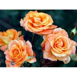 'Flora Danica'™ Rosa X 'Flora Danica'™ (Storblomstrende) A-Kvalitet,- Barrods Roser Min. 3 Grene -Tilbud Lys Haven Butik fi4271 rosa flora danica poulrim n ea3a