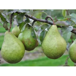 Pære 'Katrine' Pyrus Communis 'Katrine' 4-8 Grene. 120-160 Cm. Potte, (Kvæde A)