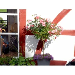 'Fredensborg'™ Rosa X 'Fredensborg'™ (Slotsrose) A-Kvalitet,- Barrods Roser Min. 3 Grene -Tilbud Lys Haven Butik fi4286 rosa fredensborg poulmax n 4dee