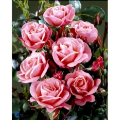 'Fredensborg'™ Rosa X 'Fredensborg'™ (Slotsrose) A-Kvalitet,- Barrods Roser Min. 3 Grene -Tilbud Lys Haven Butik fi4286 rosa fredensborg poulmax n 7ed8
