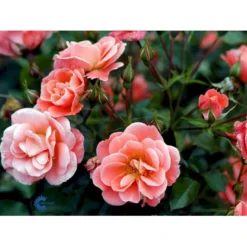 'Fredensborg'™ Rosa X 'Fredensborg'™ (Slotsrose) A-Kvalitet,- Barrods Roser Min. 3 Grene -Tilbud Lys Haven Butik fi4286 rosa fredensborg poulmax n aace