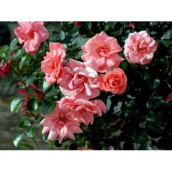 'Fredensborg'™ Rosa X 'Fredensborg'™ (Slotsrose) A-Kvalitet,- Barrods Roser Min. 3 Grene -Tilbud Lys Haven Butik fi4286 rosa fredensborg poulmax n ad6f