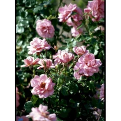 'Frederiksborg'™ Rosa X 'Frederiksborg'™ (Slotsrose) A-Kvalitet,- Barrods Roser Min. 3 Grene -Tilbud Lys Haven Butik fi4287 rosa frederiksborg pouldrik n aaba