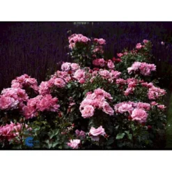 'Frederiksborg'™ Rosa X 'Frederiksborg'™ (Slotsrose) A-Kvalitet,- Barrods Roser Min. 3 Grene -Tilbud Lys Haven Butik fi4287 rosa frederiksborg pouldrik n f5cc