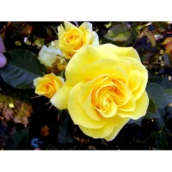 'Friesia'® Rosa X 'Friesia'® (Buketrose) A-Kvalitet,- Barrods Roser Min. 3 Grene -Tilbud Lys Haven Butik fi4290 rosa friesia 456f